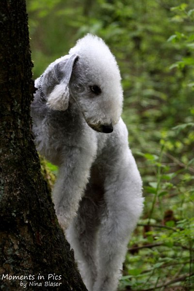 2010-05-18 Airis Blue Volshebny Svet (3).JPG